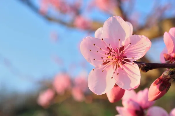 Branche d'abricot aux fleurs roses — Photo