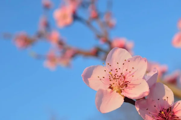 Gren av aprikos träd med rosa blommor — Stockfoto