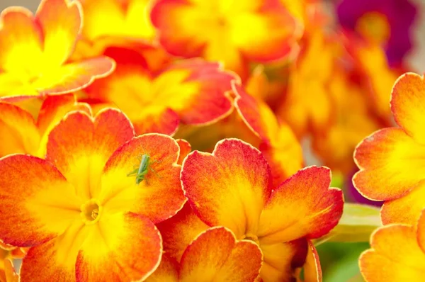 Blooming spring primulas in flower bed — Stock Photo, Image