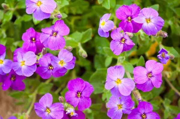 Закрыть цветы Aubrieta в саду — стоковое фото