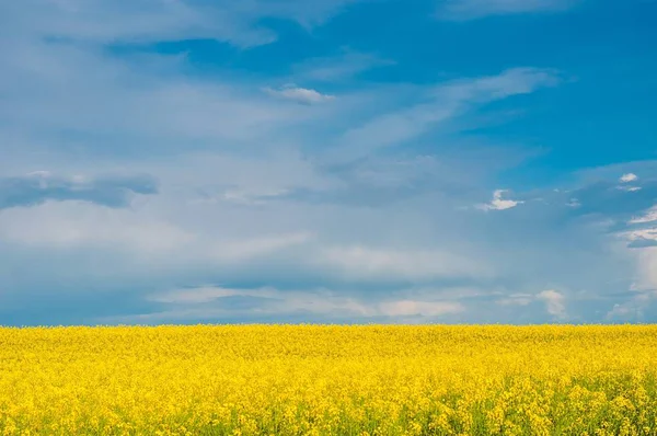 Gul Kanola Brassica Napus Fält Med Blå Himmel — Stockfoto