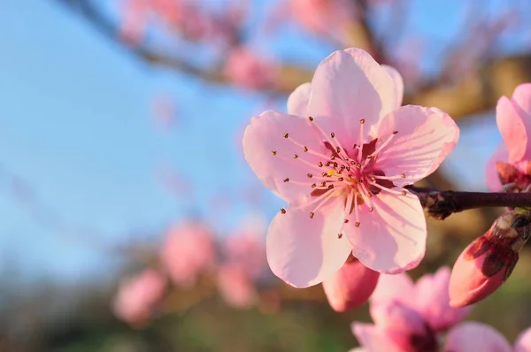 핑크 꽃과 살구 나무의 분 지 로열티 프리 스톡 사진