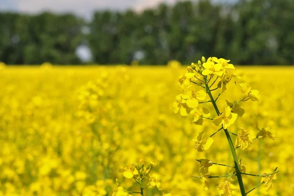 Detail of yellow canola with blurred field and trees Stock Photo