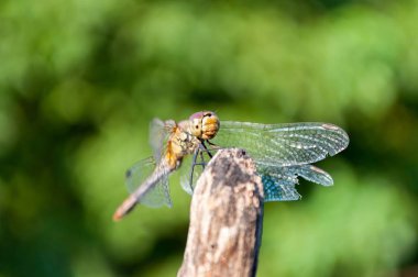 yusufçuk yeşil arka plana sahip