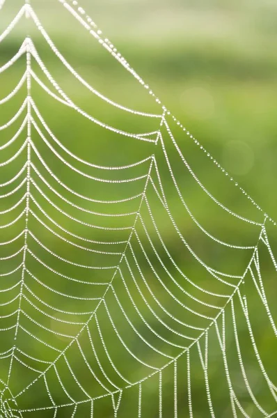 Örümcek ağı (Örümcek Ağı) çiy damlaları ile — Stok fotoğraf