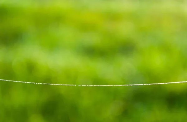 Spindelnät (spindelnät) med daggdroppar — Stockfoto