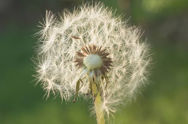 Detail of dandelion against green blurred background — Stock Photo, Image