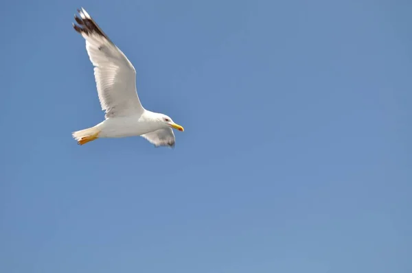 Gaviota Blanca con alas desplegadas volando contra un cielo azul — Foto de Stock