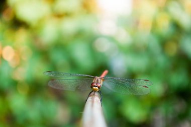 Yusufçuk yeşil arka plan ile kameraya bakıyor
