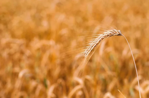 Detail van tarwe Spike klaar om te worden geoogst met wazig tarwe veld op de achtergrond — Stockfoto