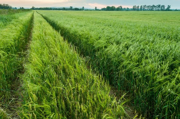 Groene tarweveld in het voorjaar — Stockfoto