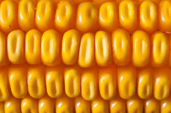 Macro shot of yellow corn kernels — Stock Photo, Image