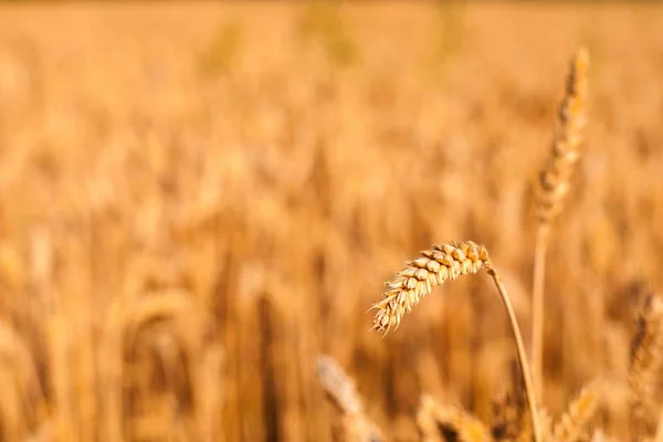 Детали пшеничного шипа, готового к уборке на фоне размытого пшеничного поля — стоковое фото