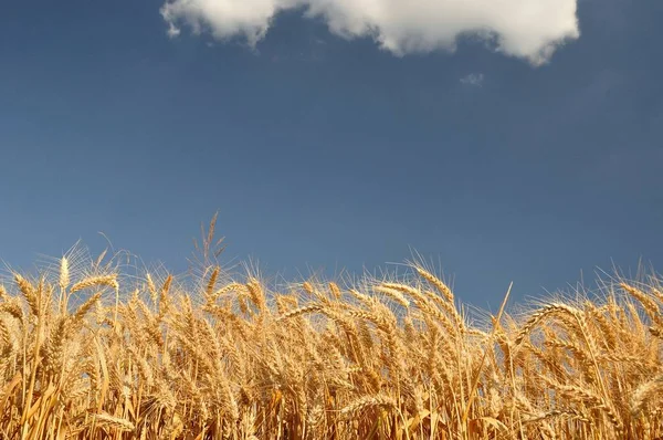 Золотое пшеничное поле с голубым небом — стоковое фото