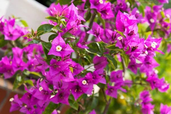 Arka plan olarak güzel pembe Bougainvillea çiçeklerinin ayrıntıları