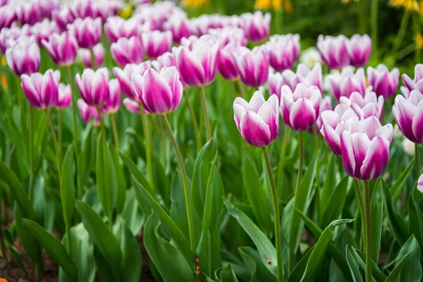 Monet Vaaleanpunainen Valkoinen Tulppaanit Puistossa Kosicessa Keväällä Kevään Kukka — kuvapankkivalokuva