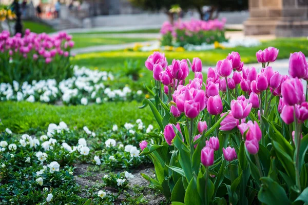 Monet Vaaleanpunaiset Tulppaanit Puistossa Kosicessa Keväällä Kevään Kukka — kuvapankkivalokuva