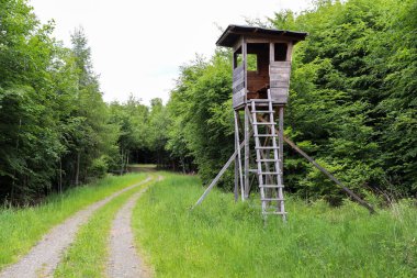 Almanya 'nın Palatinate Ormanı' ndaki yürüyüş yolunun yanında av duruşu..