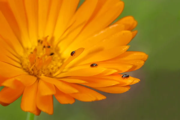 Trois Coléoptères Sur Les Pétales Une Fleur Sauvage Orange Sur — Photo