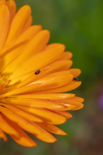 Orange spring flower with a black bug crawling on a petal with a green background.