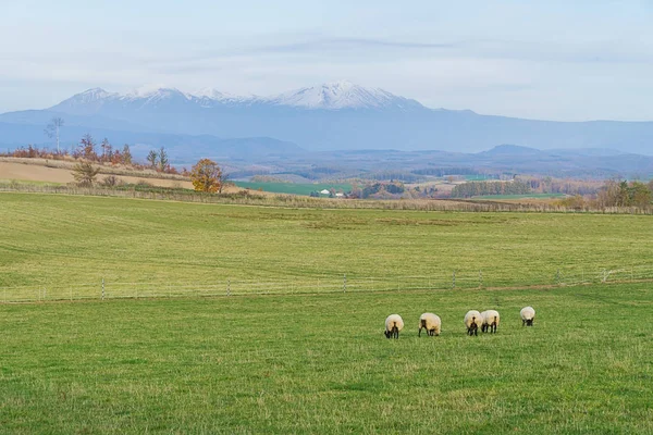 Biei Uma Pequena Cidade Rodeada Por Uma Paisagem Pitoresca Colinas — Fotografia de Stock