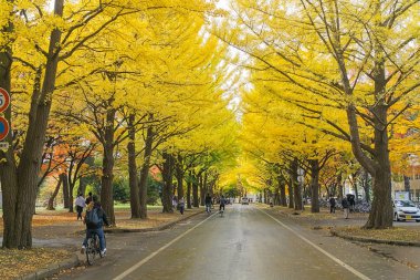 Bir Japon sonbahar en ünlü ağacı ginkgo ve Hokkaido Üniversitesi'nde bir ginkgo avenue olduğunu. Üzerinde 380 uzun metre ve 70 ağaçlarından oluşan, sonbaharda altın sarıya döner. 