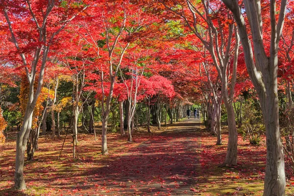 Esta Foto Fue Tomada Desde Hiraoka Tree Art Center Sapporo —  Fotos de Stock
