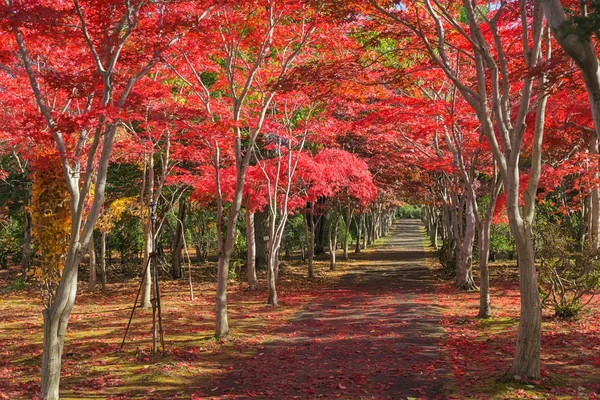 Esta Foto Fue Tomada Desde Hiraoka Tree Art Center Sapporo — Foto de Stock