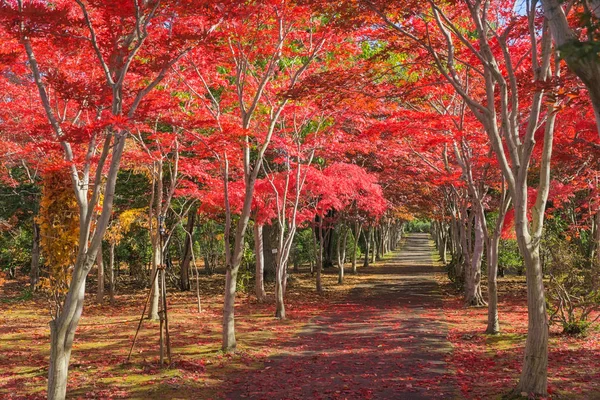 Esta Foto Fue Tomada Desde Hiraoka Tree Art Center Sapporo — Foto de Stock