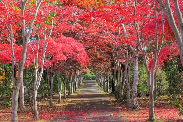 Fotoğraf Japonya Hokkaido Sapporo Daki Hiraoka Ağaç Sanat Merkezi Nden — Stok fotoğraf