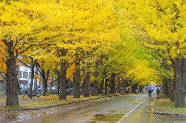Bir Japon sonbahar en ünlü ağacı ginkgo ve Hokkaido Üniversitesi'nde bir ginkgo avenue olduğunu. Üzerinde 380 uzun metre ve 70 ağaçlarından oluşan, sonbaharda altın sarıya döner. 