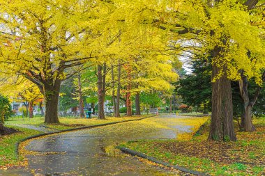 Bir Japon sonbahar en ünlü ağacı ginkgo ve Hokkaido Üniversitesi'nde bir ginkgo avenue olduğunu. Üzerinde 380 uzun metre ve 70 ağaçlarından oluşan, sonbaharda altın sarıya döner. 