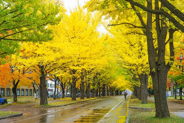 Mest Kända Trädet Japanska Hösten Ginkgo Och Det Finns Ginkgo — Stockfoto