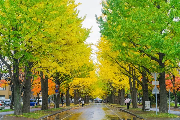 Een Van Beroemdste Boom Herfst Van Japanse Ginkgo Een Ginkgo — Stockfoto