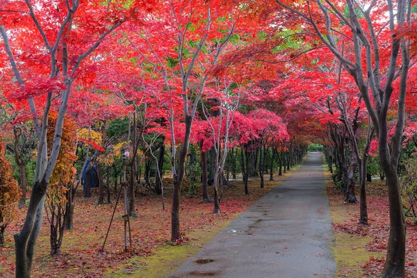 Deze Foto Genomen Vanuit Hiraoka Tree Art Center Sapporo Hokkaido — Stockfoto