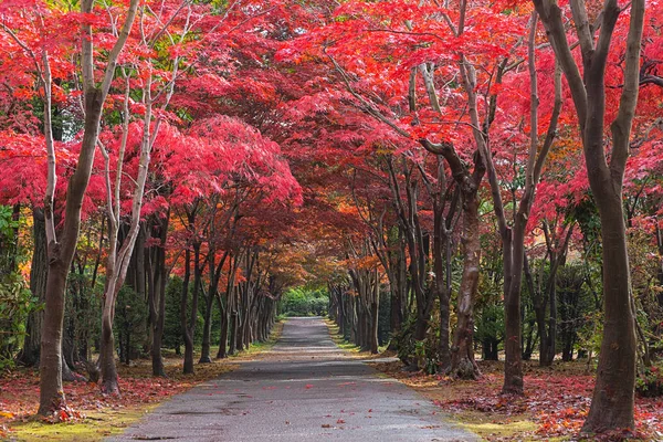 这张照片是在日本北海道札幌平冈树艺术中心拍摄的 冬天到来之前 秋天所有的树都会从绿色变成红色 这个地方是札幌最受欢迎的旅游胜地之一 — 图库照片