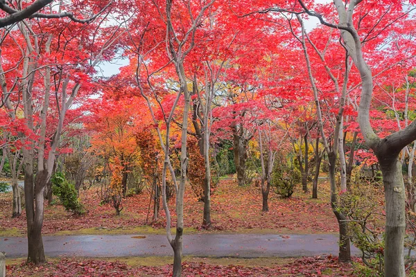 This photo was shot from Hiraoka Tree Art Center in Sapporo, Hokkaido, Japan. All trees change color from green to red in autumn before coming winter. This place is one of popular for tourist attraction in Sapporo.