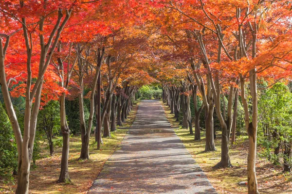 This photo was shot from Hiraoka Tree Art Center in Sapporo, Hokkaido, Japan. All trees change color from green to red in autumn before coming winter. This place is one of popular for tourist attraction in Sapporo.