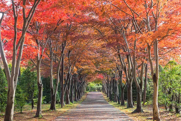 Detta Foto Togs Från Hiraoka Tree Art Center Sapporo Hokkaido — Stockfoto