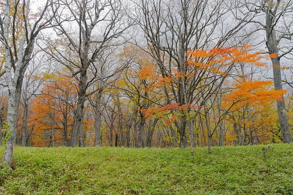 Nikko Ben Nota Sua Bellezza Paesaggistica Circondata Attrazioni Naturali Come — Foto Stock