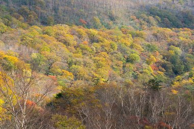 Kirifuri Yaylası Mount Akanagi Güneydoğu tarafında alanıdır. 3-8 km aralıklarındaki North central Nikko şehirden bulunur. Alan çoğunu, 1000 metre boyunca ve otlak ve yaymak orman düzeyinde yer almaktadır.