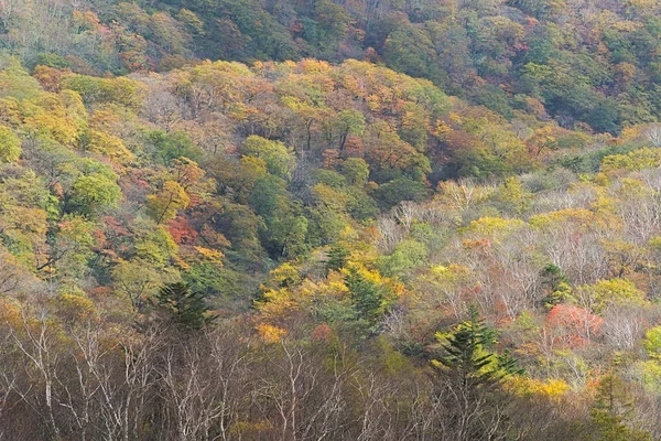 Kirifuri Yaylası Mount Akanagi Güneydoğu tarafında alanıdır. 3-8 km aralıklarındaki North central Nikko şehirden bulunur. Alan çoğunu, 1000 metre boyunca ve otlak ve yaymak orman düzeyinde yer almaktadır.