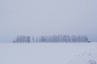 Biei yavaşça inişli çıkışlı tepeler ve geniş alanlar pitoresk bir manzara tarafından çevrili küçük bir kasabadır. Bisiklete binme ya da üzerinden tepeler sürüş ve bazı çiçek alanları ve ünlü ağaçları boyunca ziyaret Biei cazibe zevk için iyi bir ölüm yolu gereğidir
