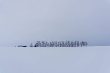 Biei yavaşça inişli çıkışlı tepeler ve geniş alanlar pitoresk bir manzara tarafından çevrili küçük bir kasabadır. Bisiklete binme ya da üzerinden tepeler sürüş ve bazı çiçek alanları ve ünlü ağaçları boyunca ziyaret Biei cazibe zevk için iyi bir ölüm yolu gereğidir