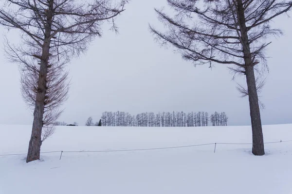 Biei Malé Město Obklopené Malebnou Krajinu Mírně Zvlněné Kopce Obrovské — Stock fotografie