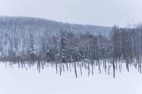 Blue Pond Estanque Artificial Biei Hokkaido Japón Resultado Los Trabajos — Foto de Stock