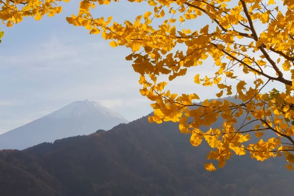 Detta Foto Togs Från Området Runt Fuji Ginkgo Blad Vänder — Stockfoto