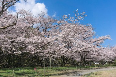 Fukuoka kalesinde çiçek açan Sakura, Japonya