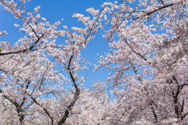 Fukuoka kalesinde çiçek açan Sakura, Japonya