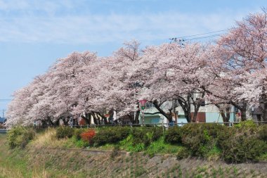 Tottori, Japonya'da çiçek açan Sakura tüneli